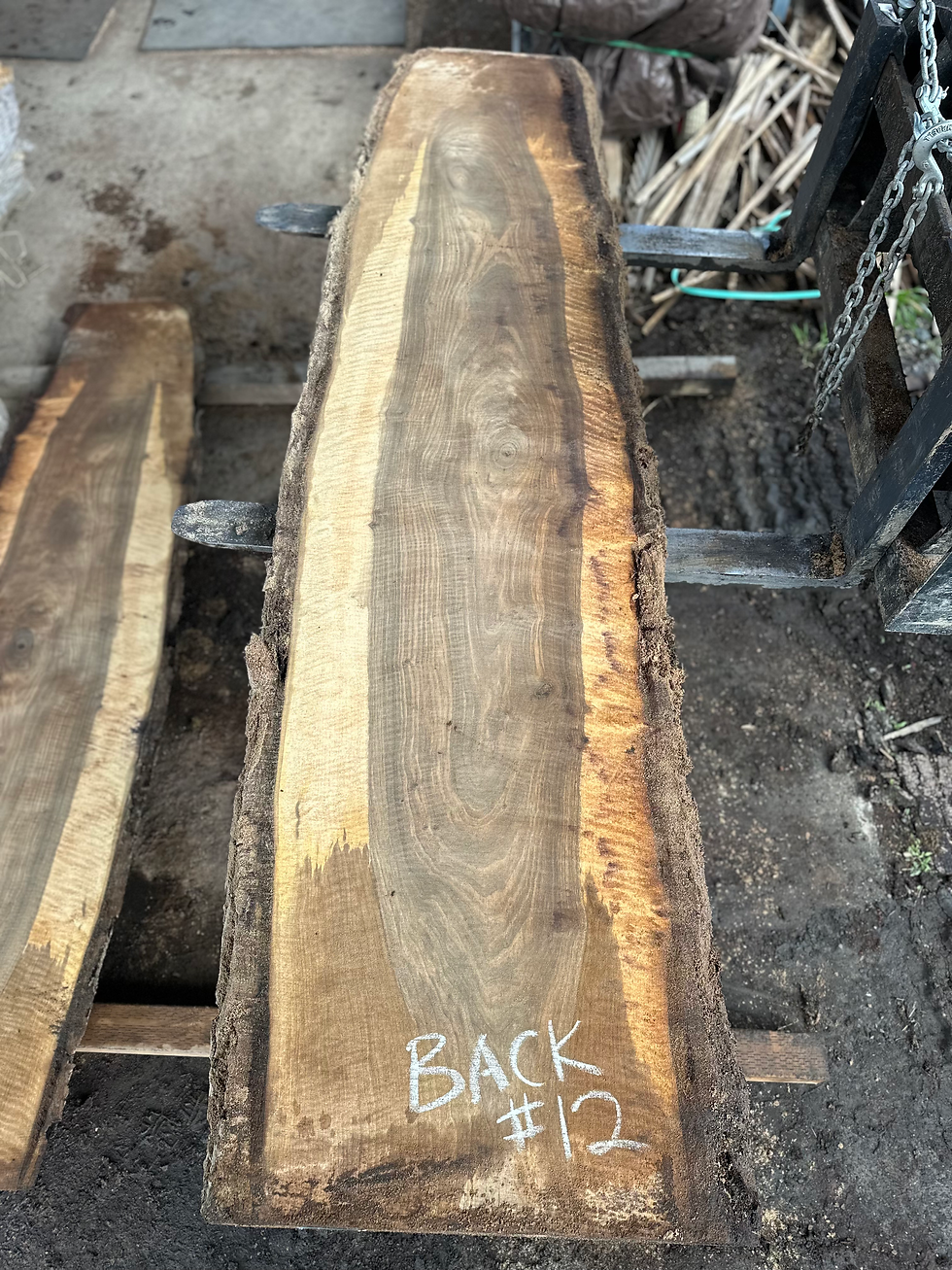 Thumbnail: Curly Bastogne Walnut 031125-12