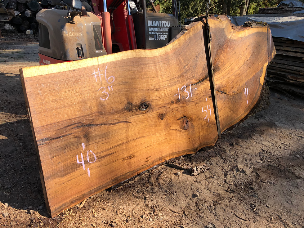 Thumbnail: Black Walnut 082522-6