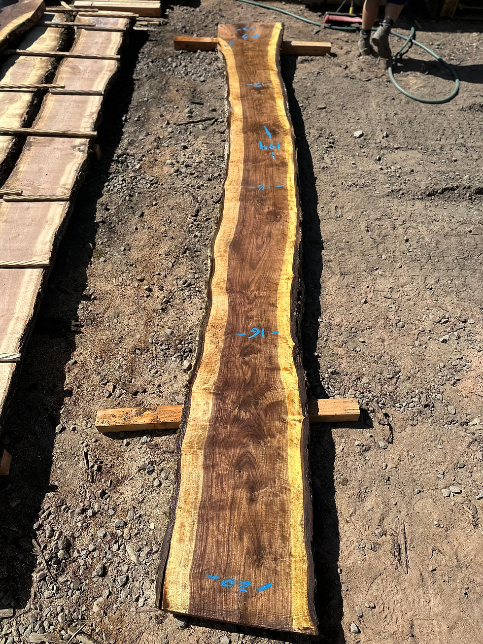 Thumbnail: Black Walnut 091923-3