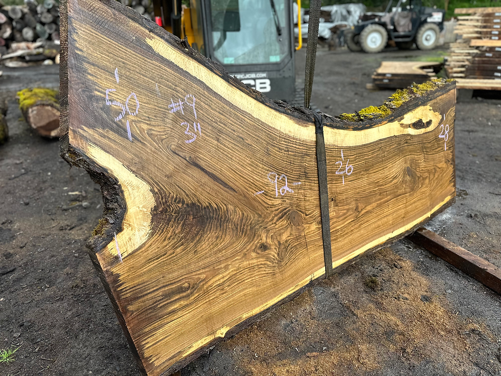 Thumbnail: Black Walnut 042324-9