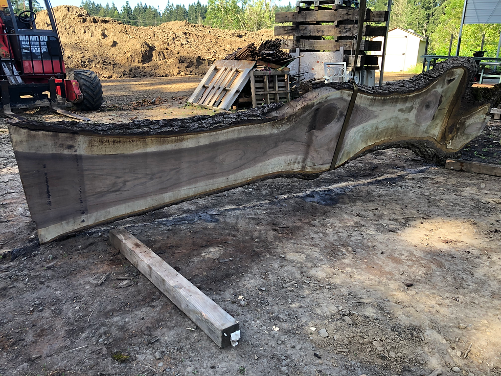 Thumbnail: Black Walnut 062322-1