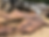 Thumbnail: Curly Black Walnut 080822-7