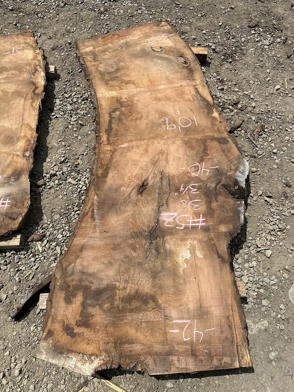 Thumbnail: Black Walnut 060922-52