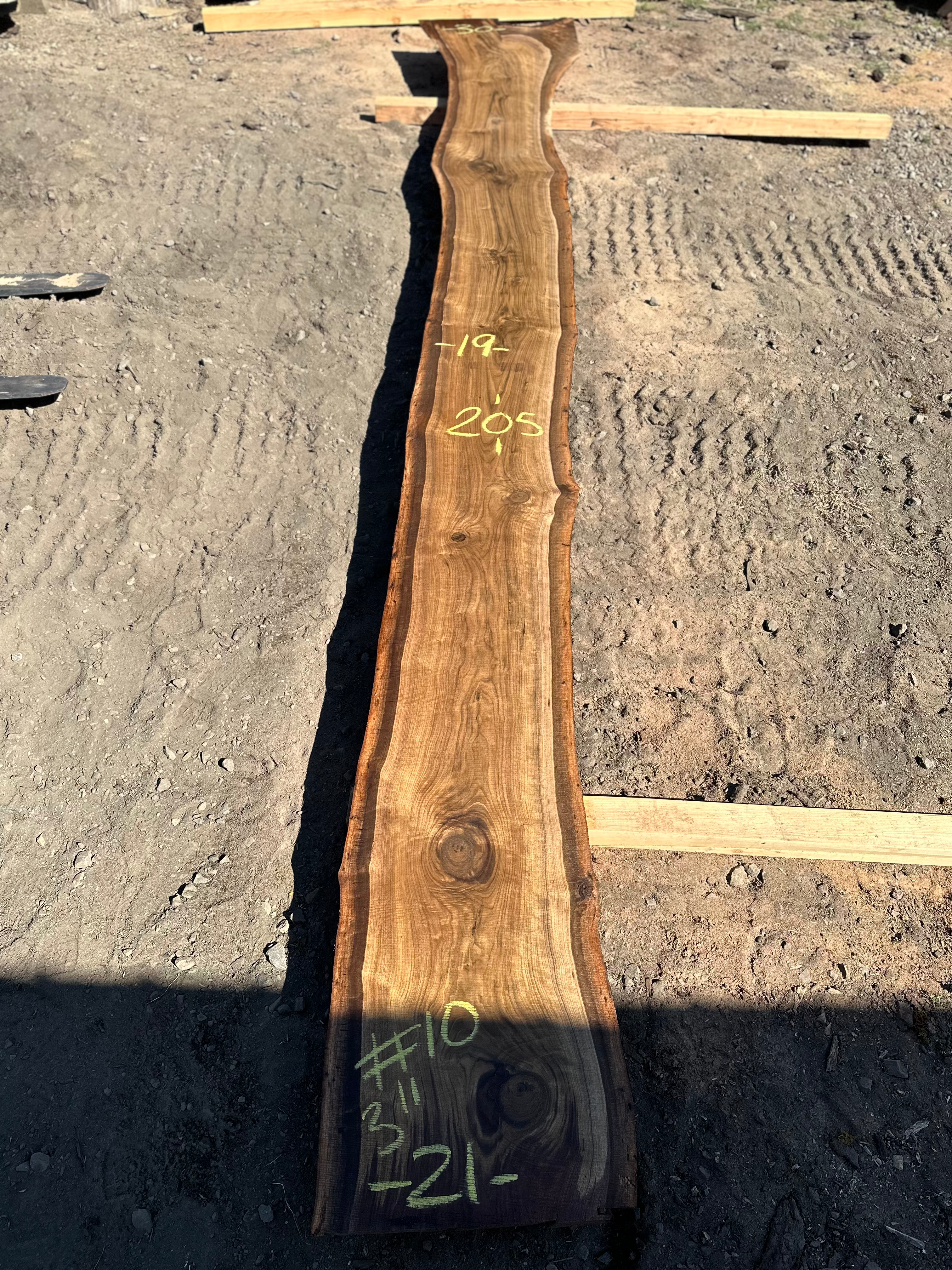 Black Walnut 091323-10