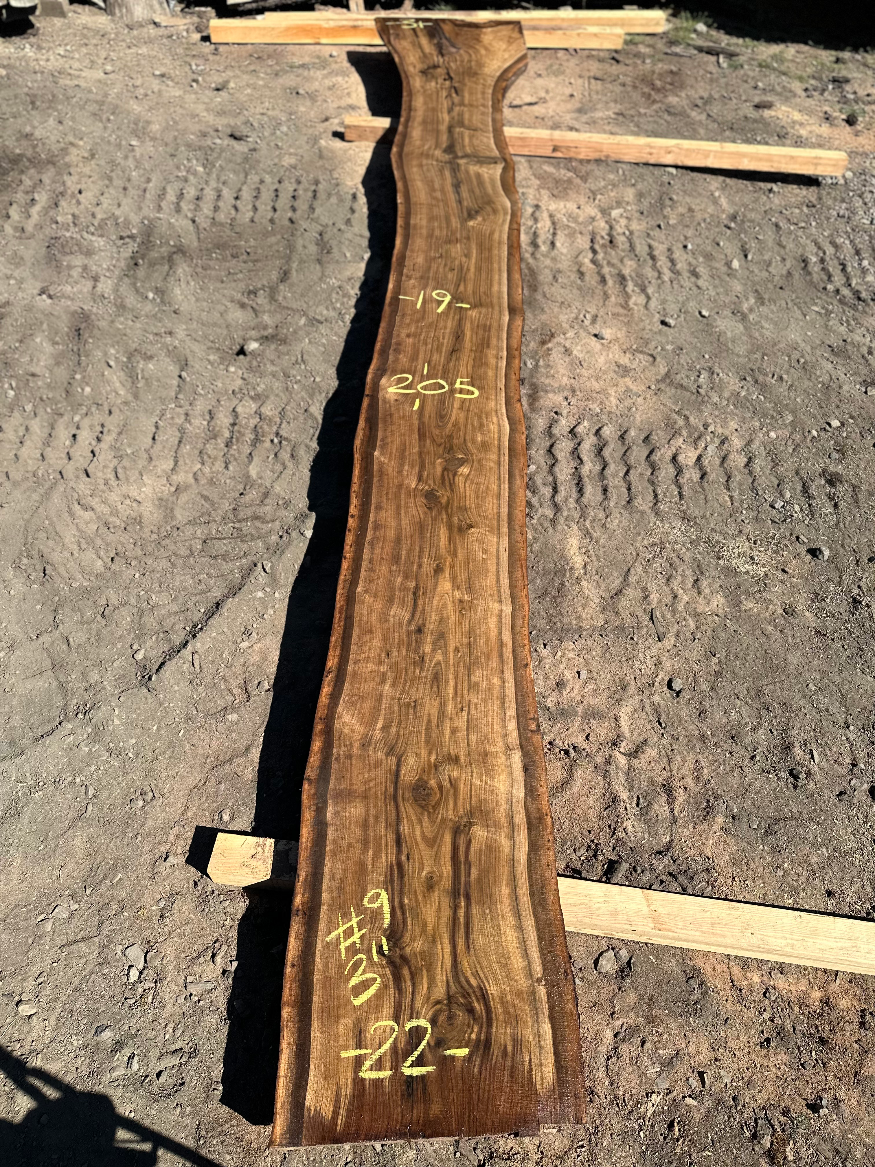 Black Walnut 091323-9