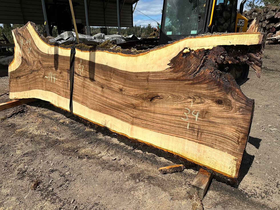 Thumbnail: Bastogne Walnut 041524-4