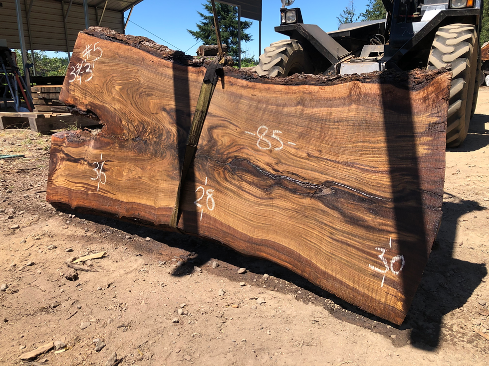 Thumbnail: Black Walnut 071522-5