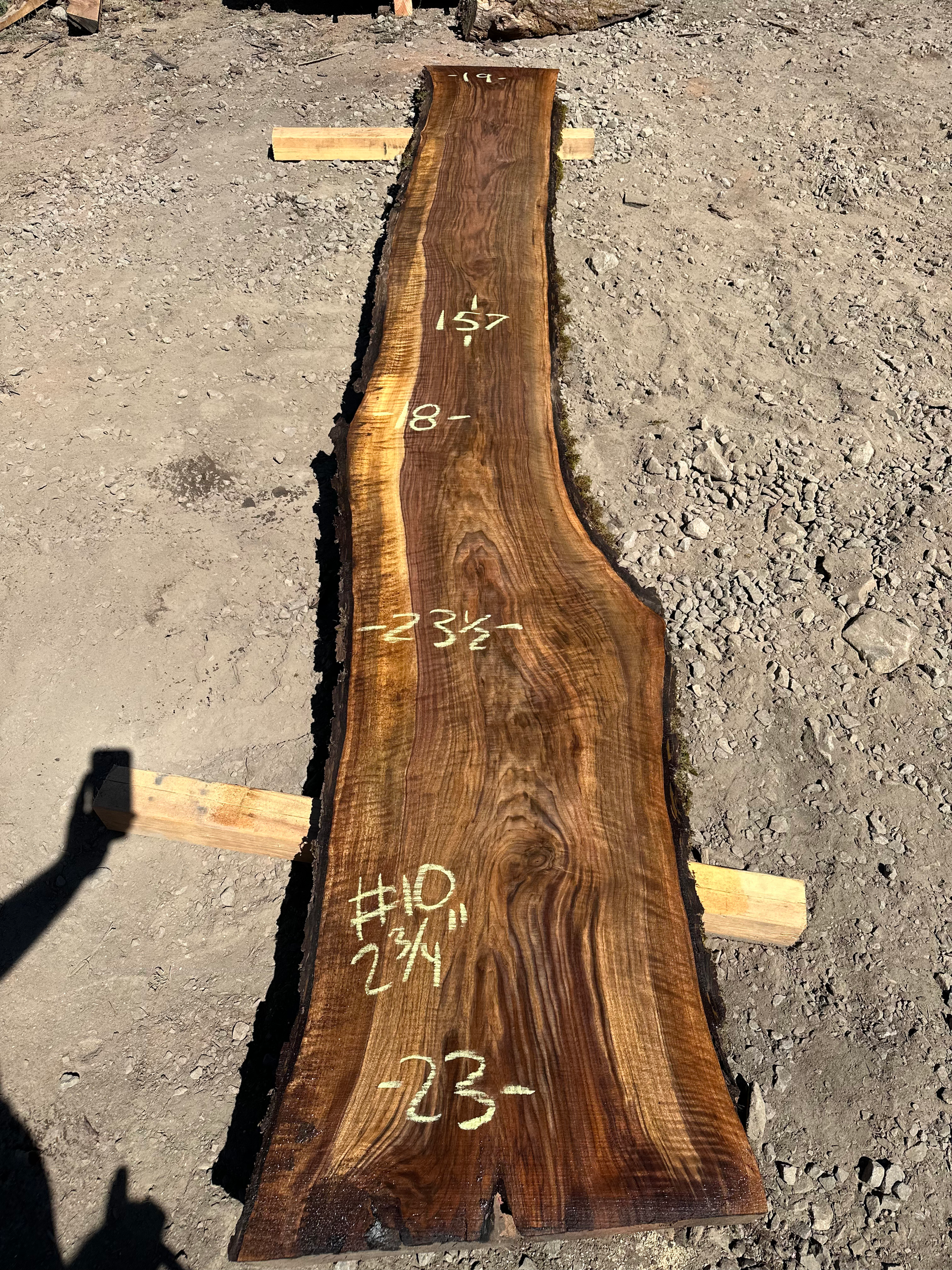 Black Walnut 081023-10