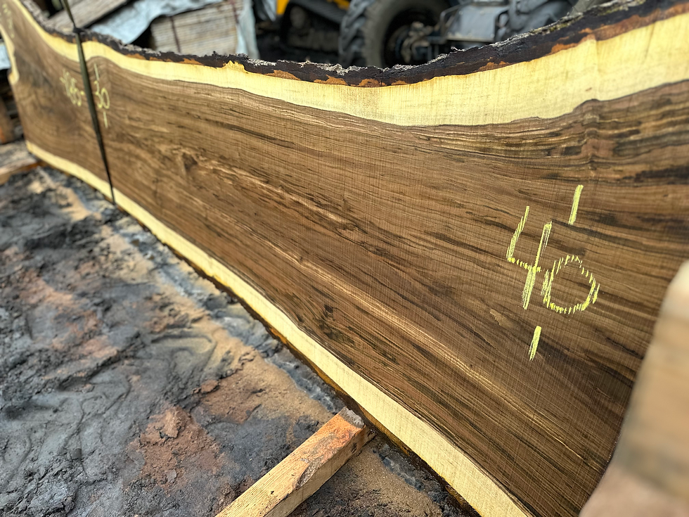 Thumbnail: Black Walnut 101923-6