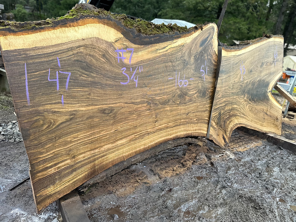 Thumbnail: Bastogne Walnut 121824-7