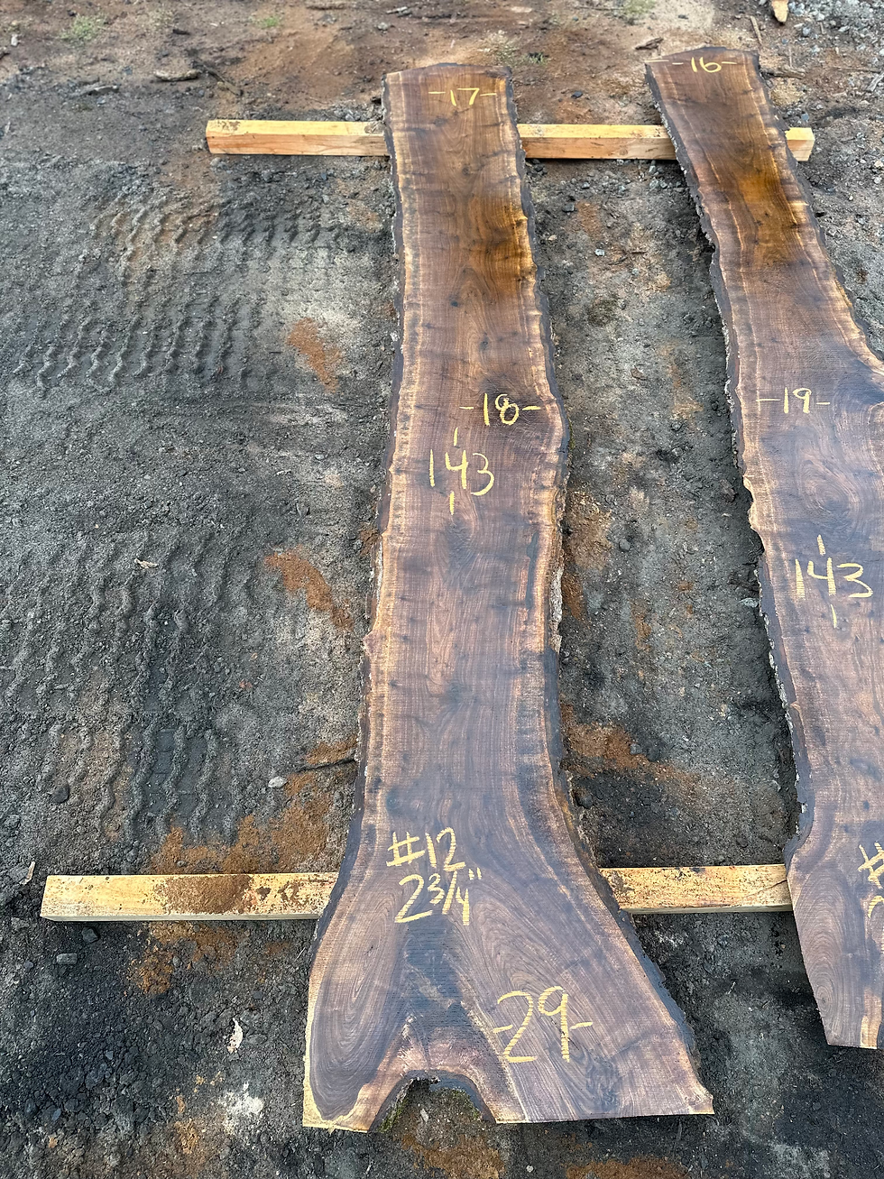 Black Walnut 092523-12
