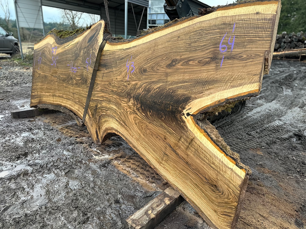 Thumbnail: Bastogne Walnut 121824-7