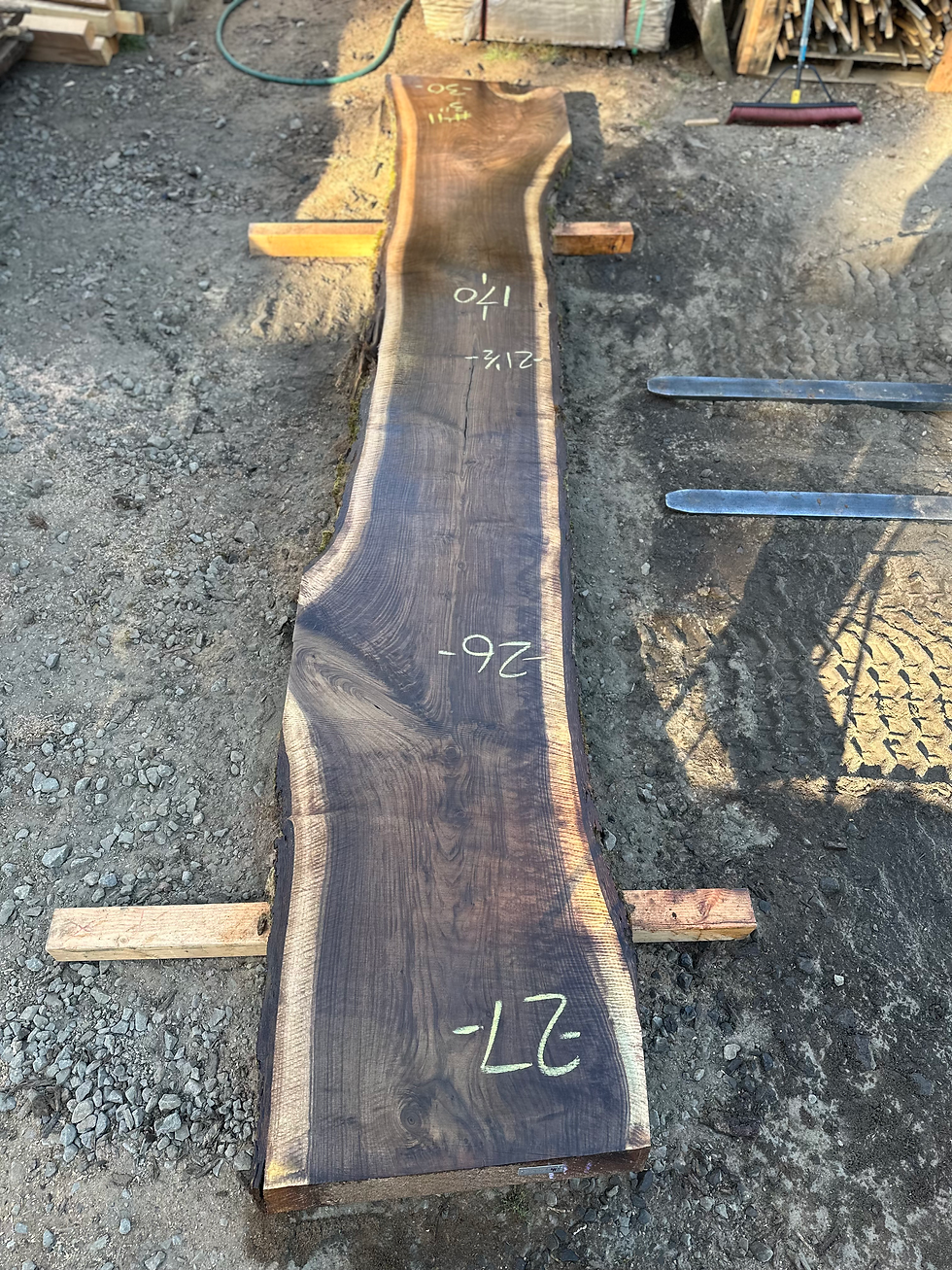 Thumbnail: Black Walnut 091323-41