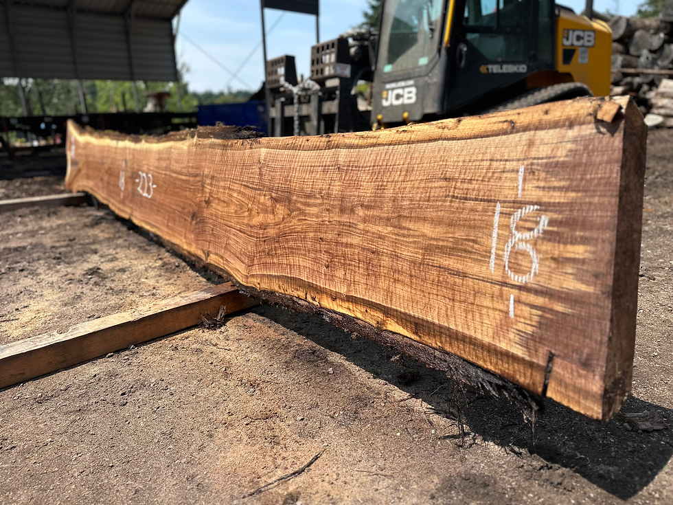 Thumbnail: Curly Bastogne Walnut 061725-11