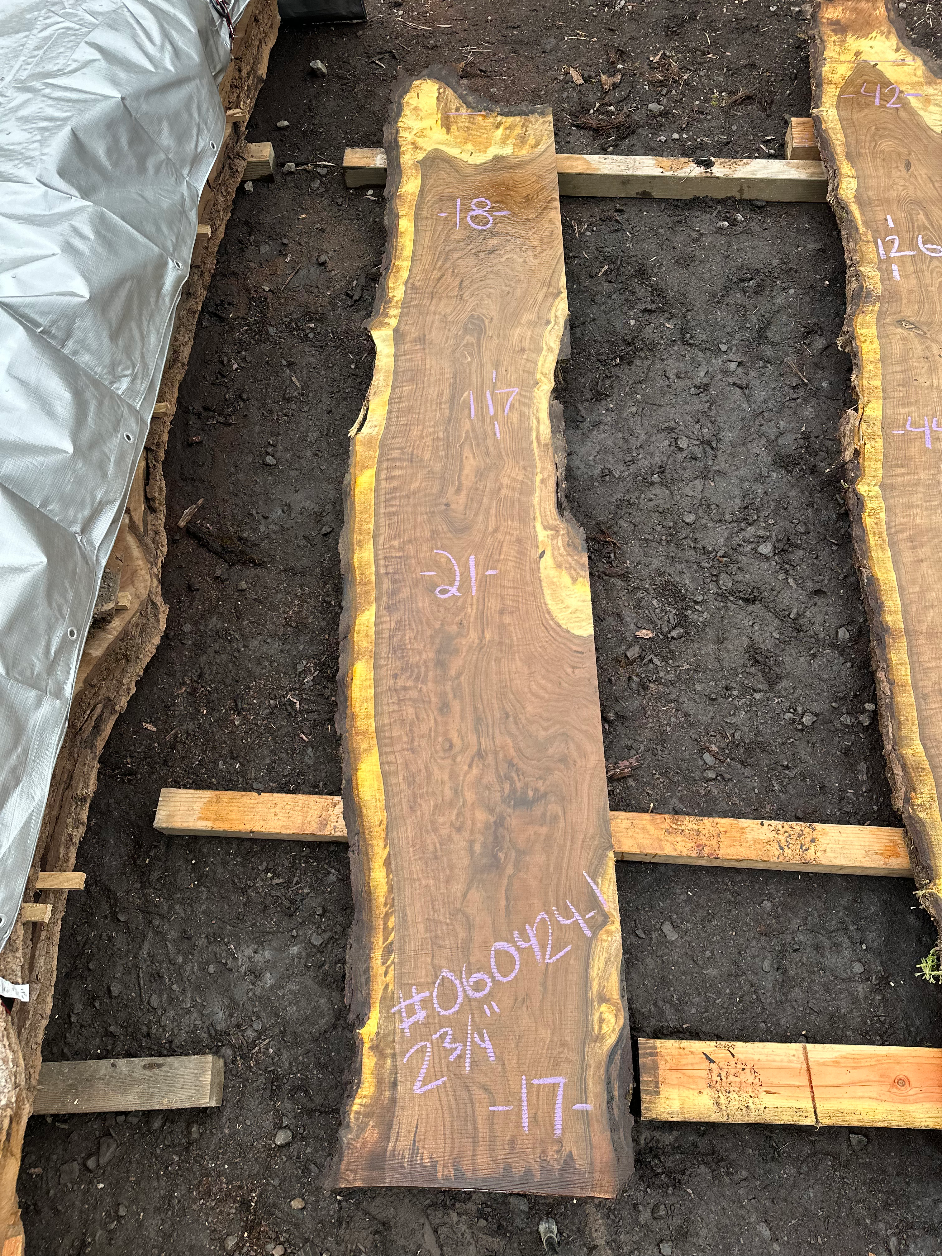 Curly Black Walnut 060424-1