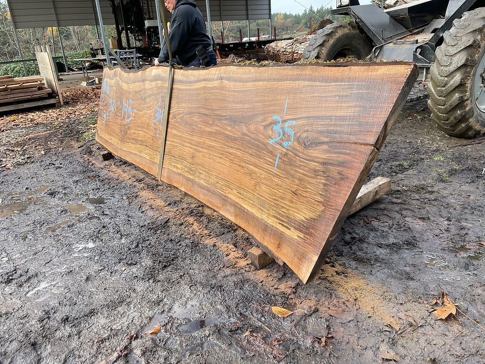 Thumbnail: Black Walnut 111021-6