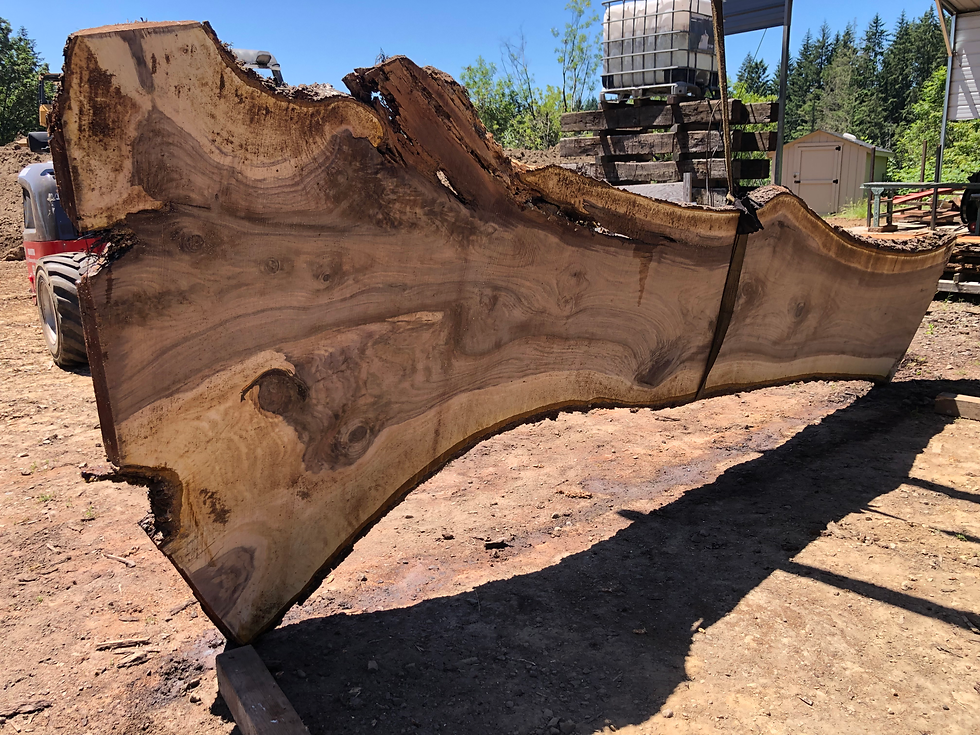 Thumbnail: Black Walnut 062322-5