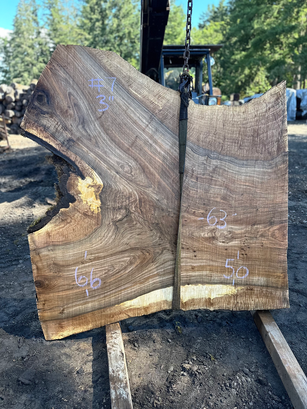Curly Bastogne Walnut 061024-7