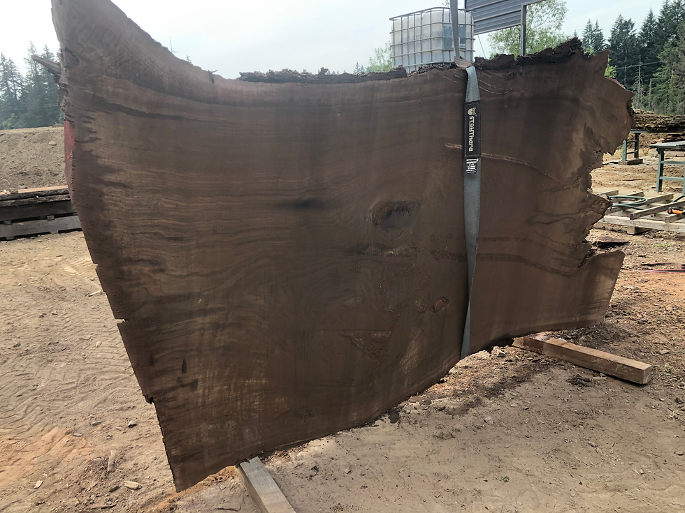 Thumbnail: Black Walnut 081822-3