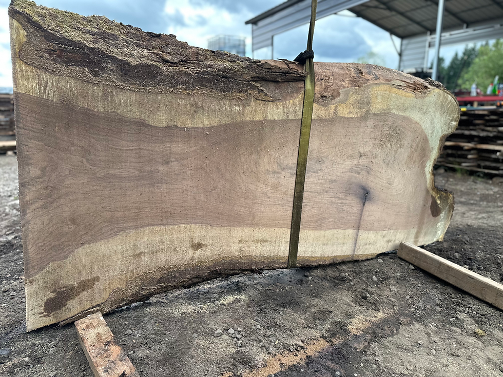Thumbnail: Black Walnut 061923-3