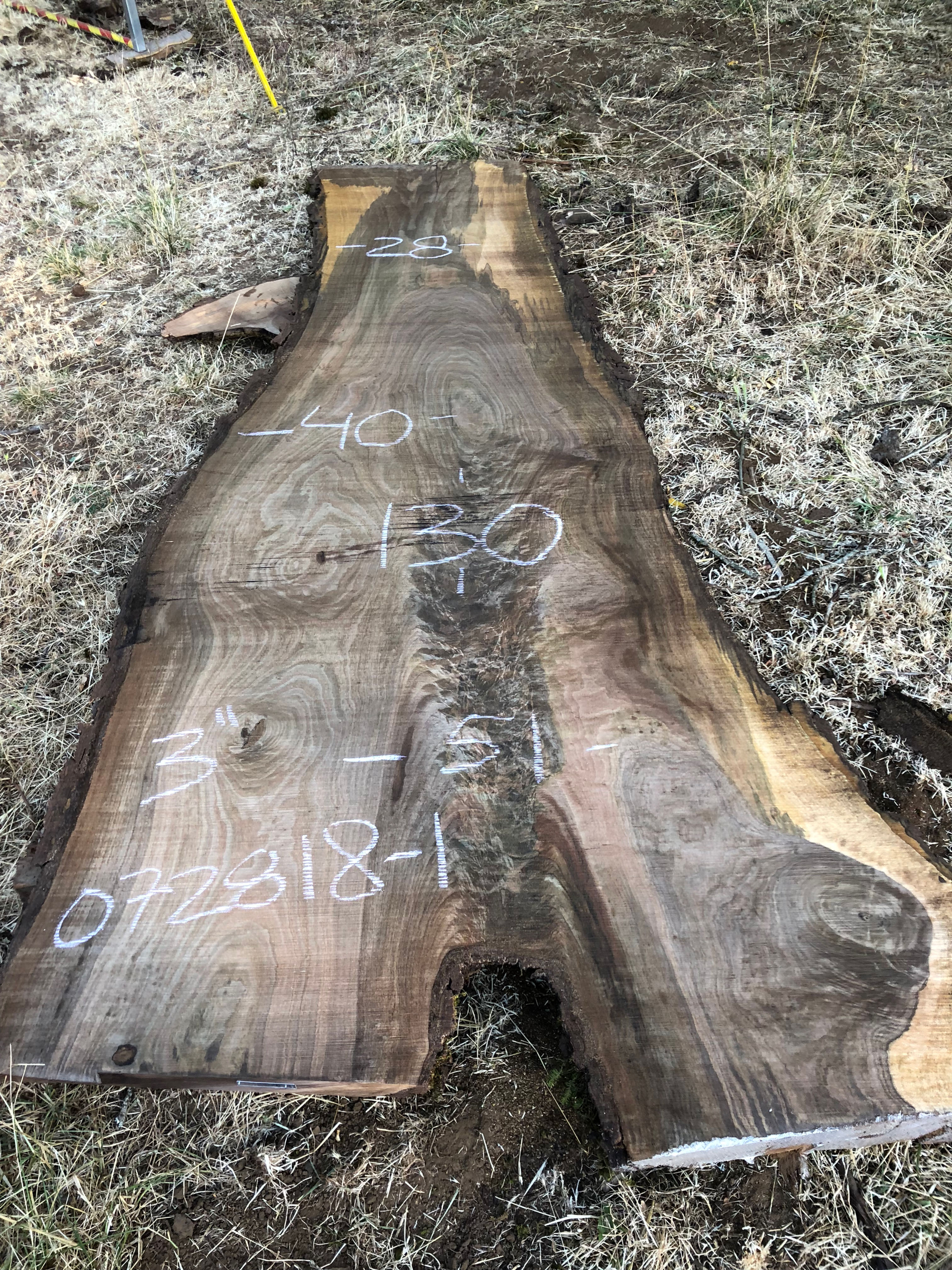 Black Walnut 072818-1