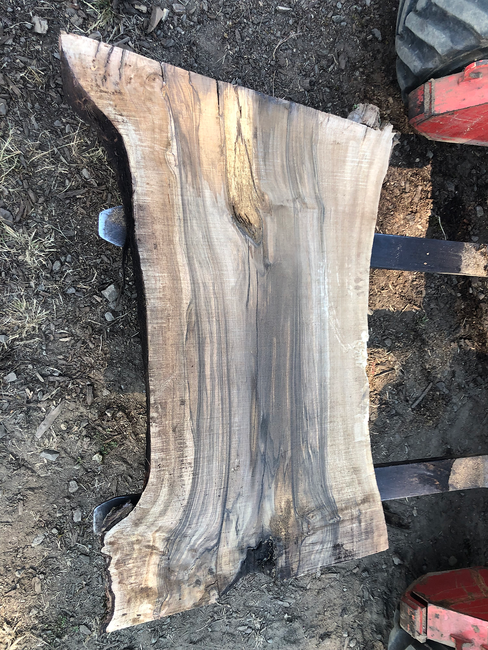 Thumbnail: Black Walnut 072622-4