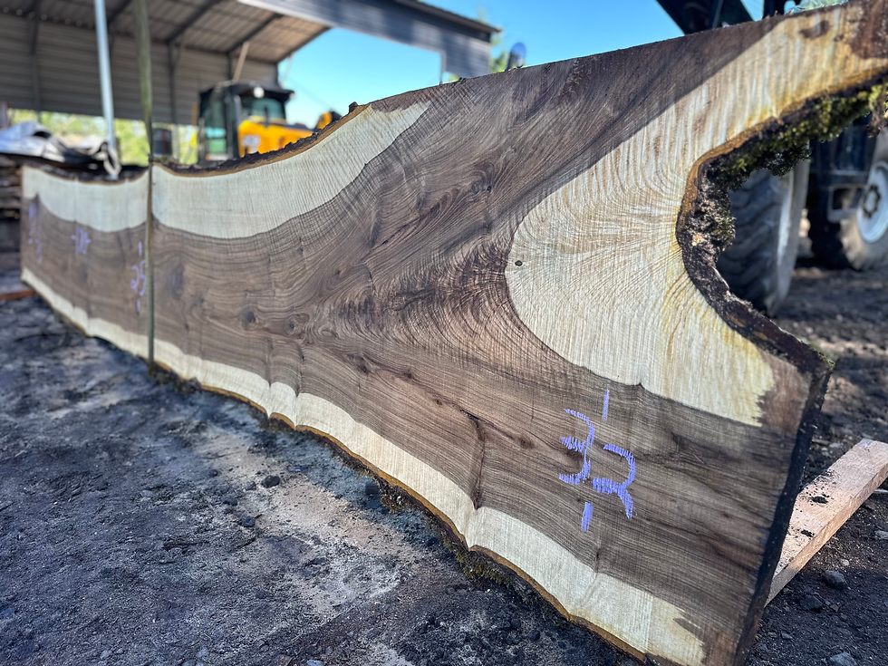 Thumbnail: Curly Bastogne Walnut 060624-3