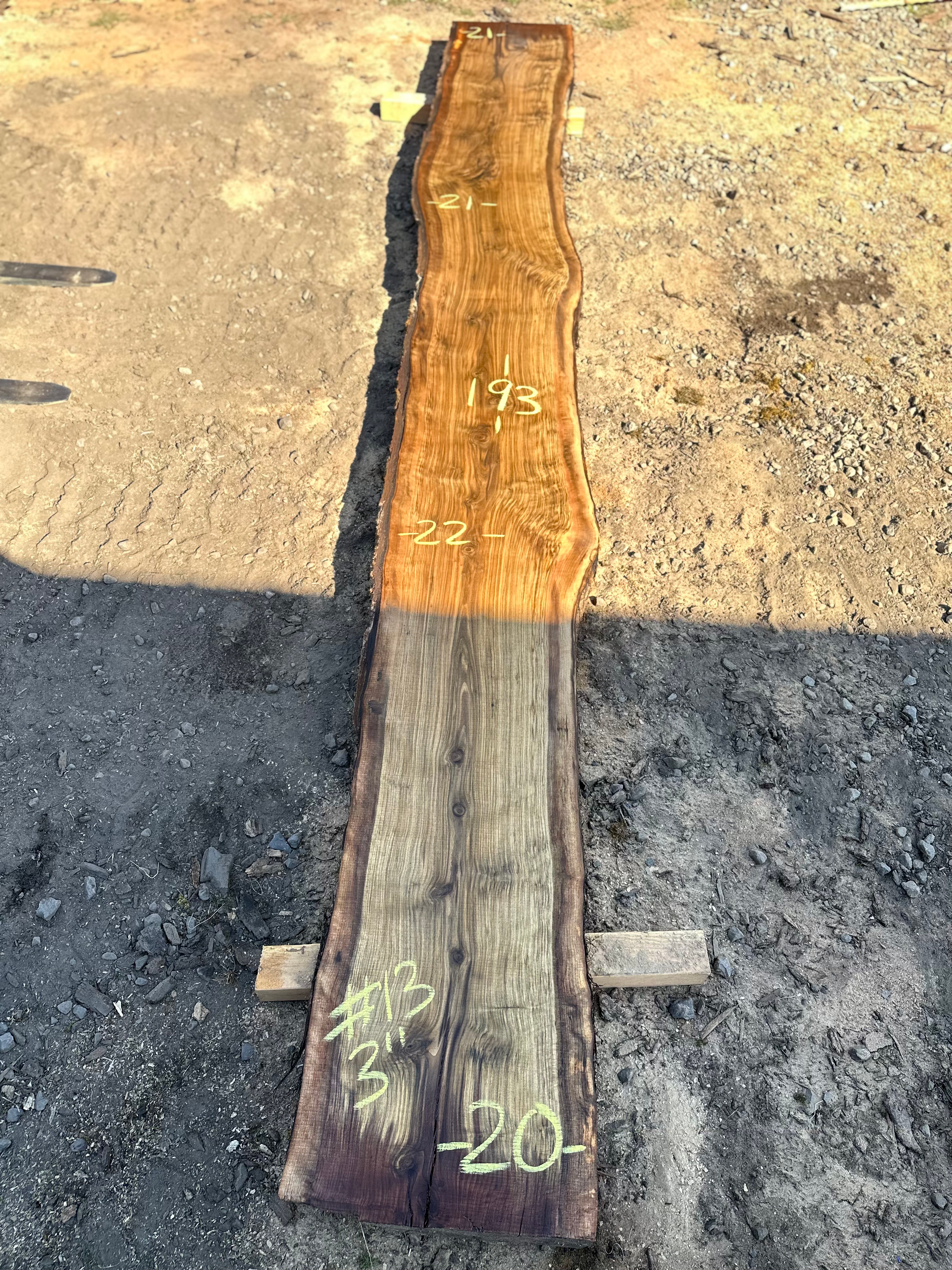 Black Walnut 091323-13
