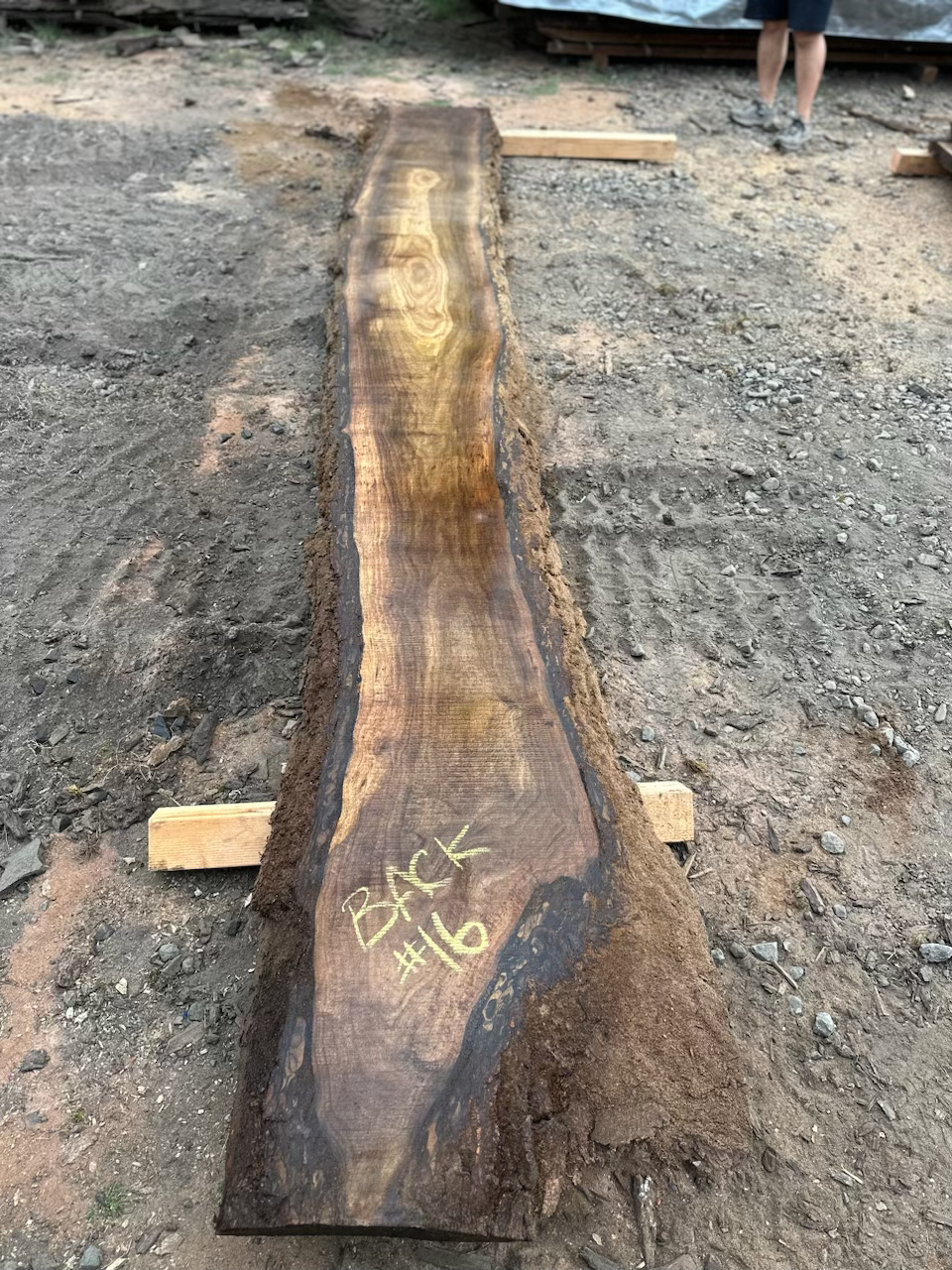 Thumbnail: Black Walnut 091323-16