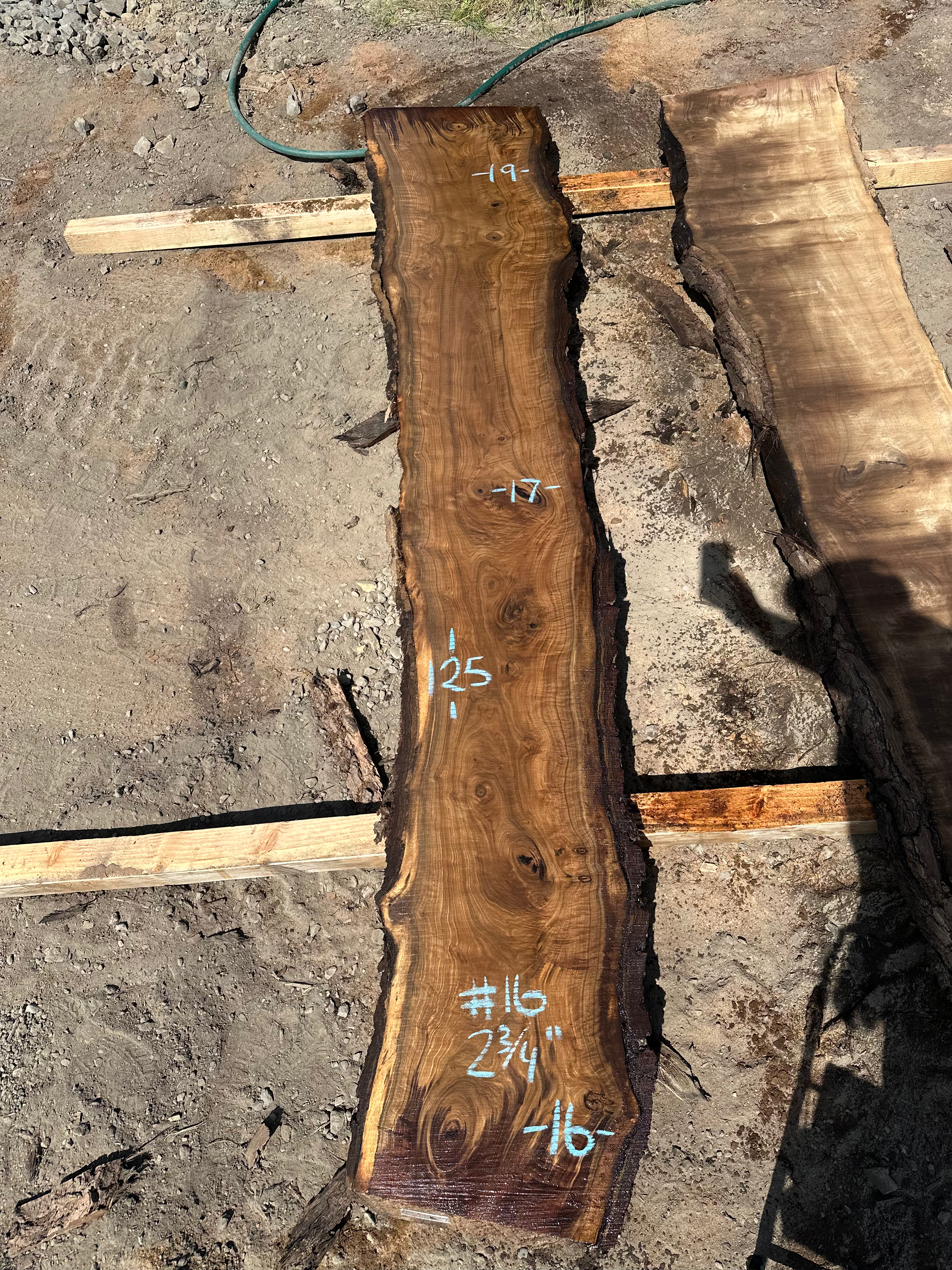 Curly Black Walnut 061025-16