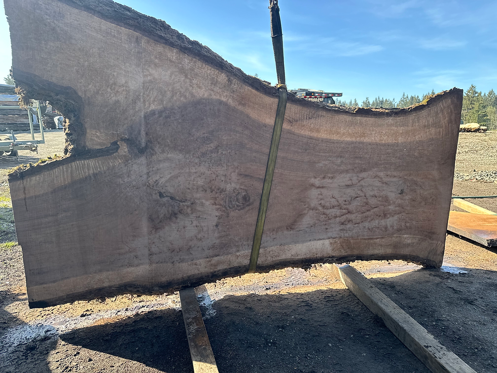 Thumbnail: Black Walnut 040824-3