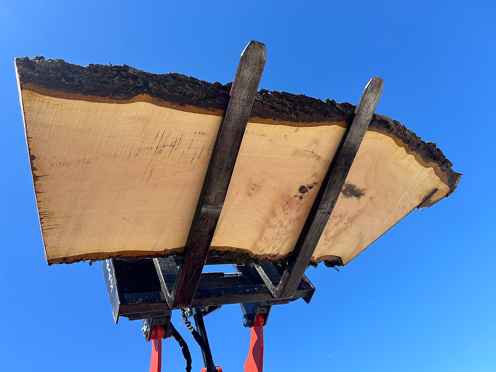Thumbnail: Bastogne Walnut 040926-6