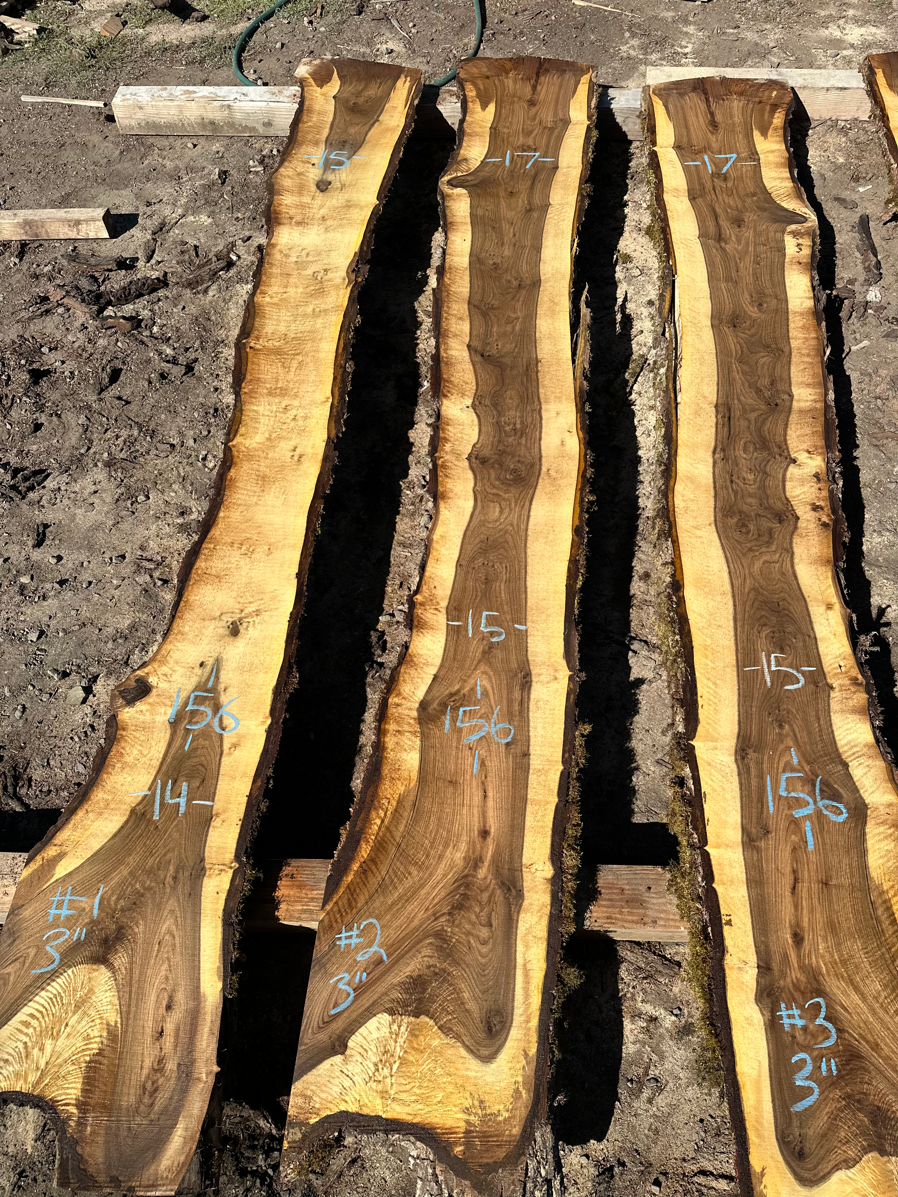 Curly Bastogne Walnut 082924-2