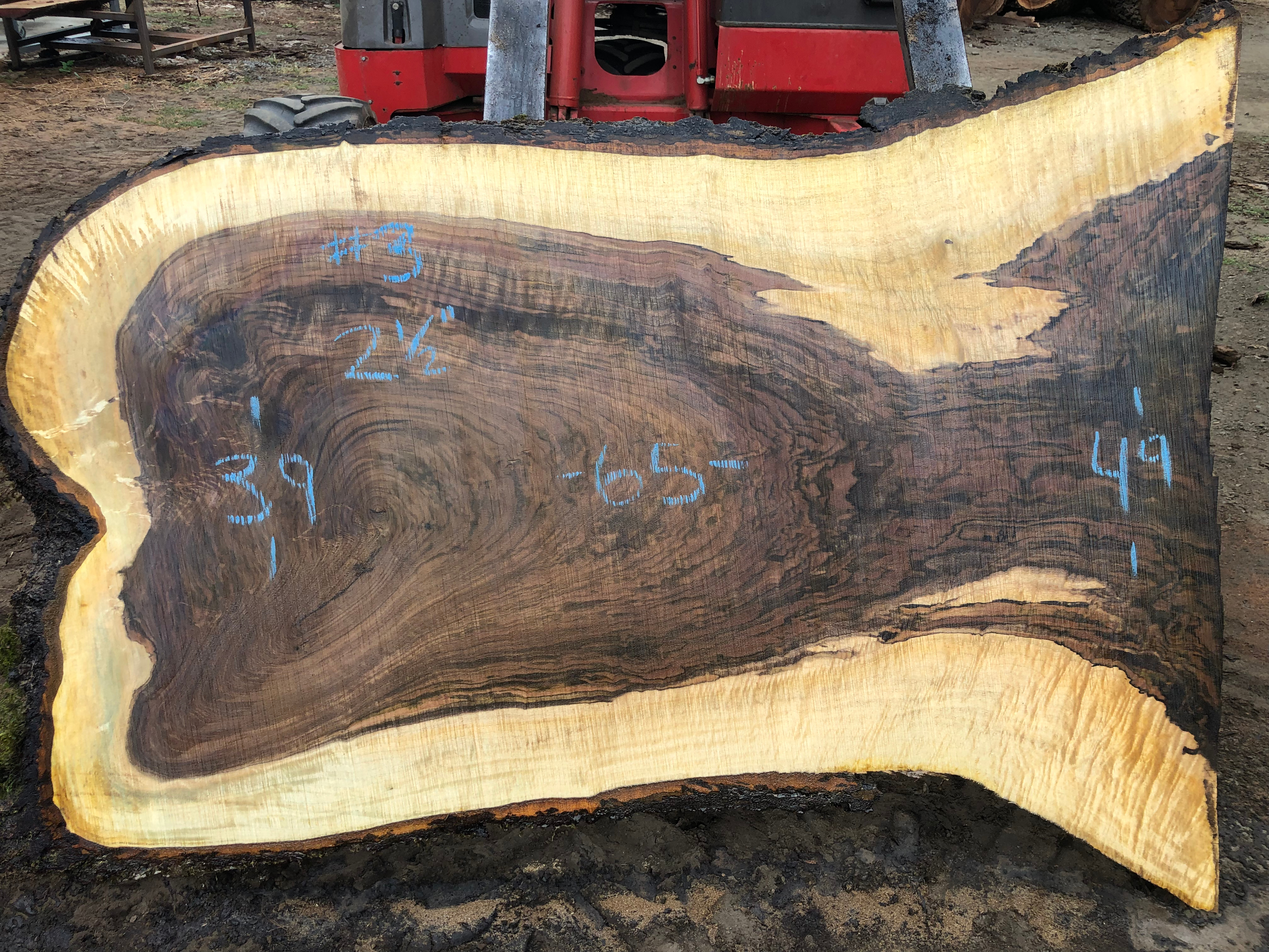 Black Walnut 100522-3