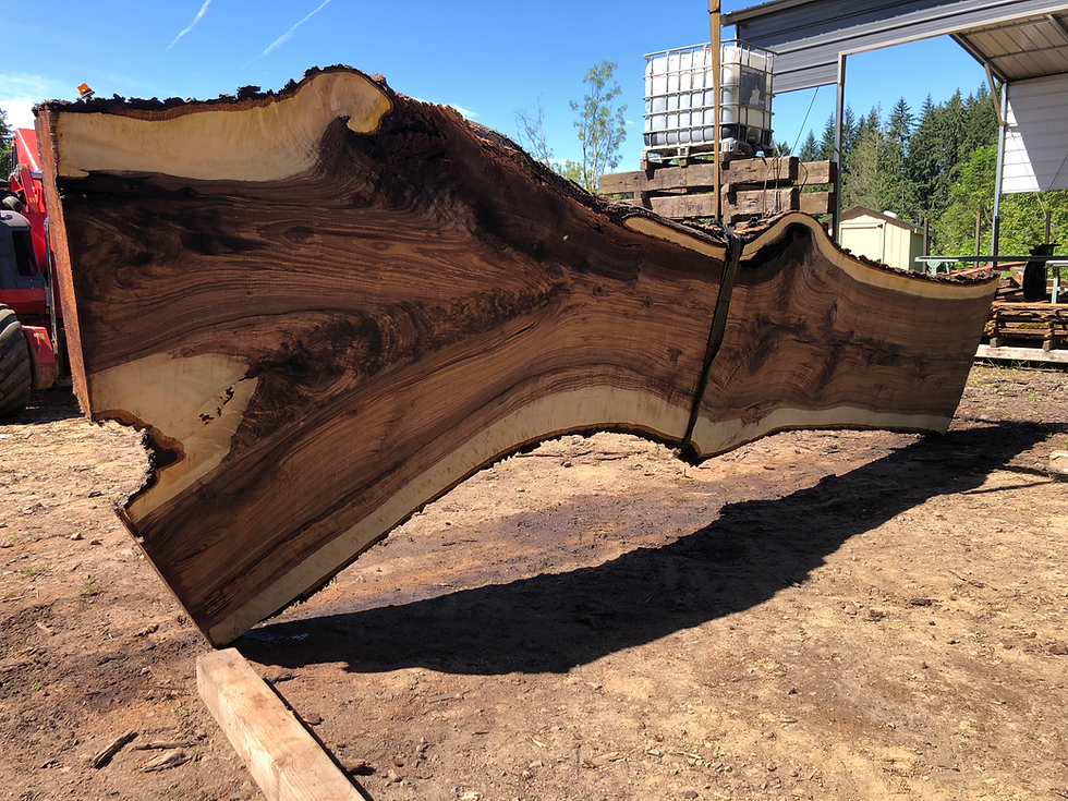 Thumbnail: Black Walnut 062322-3