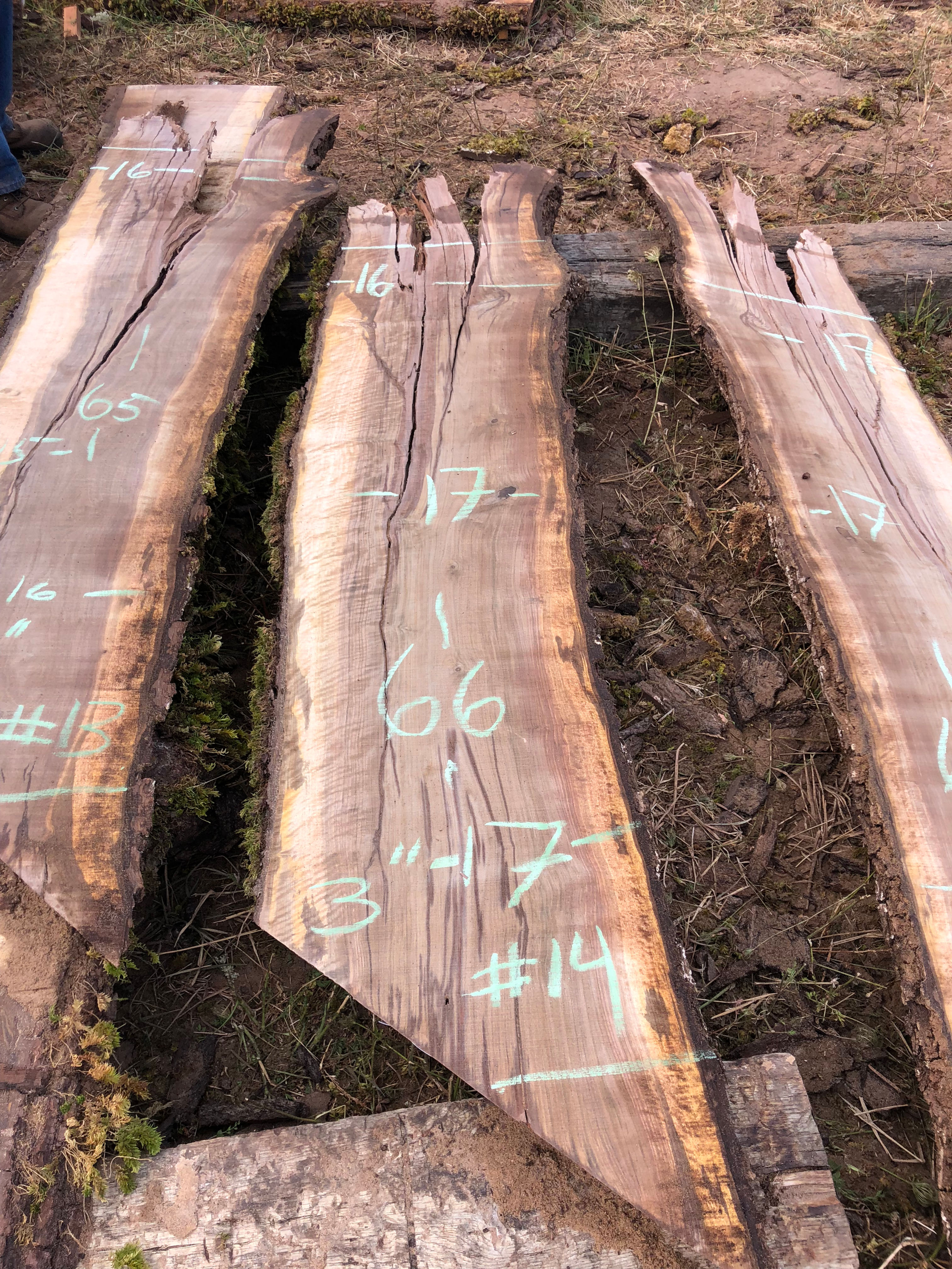 Black Walnut 081218-14