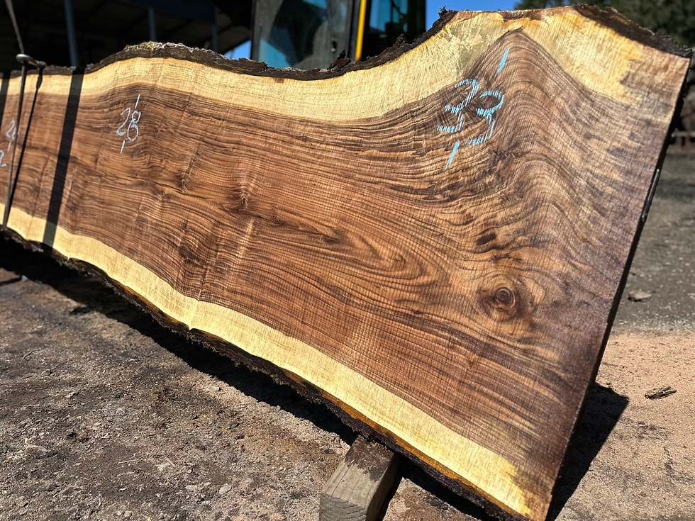 Thumbnail: Bastogne Walnut 042924-11