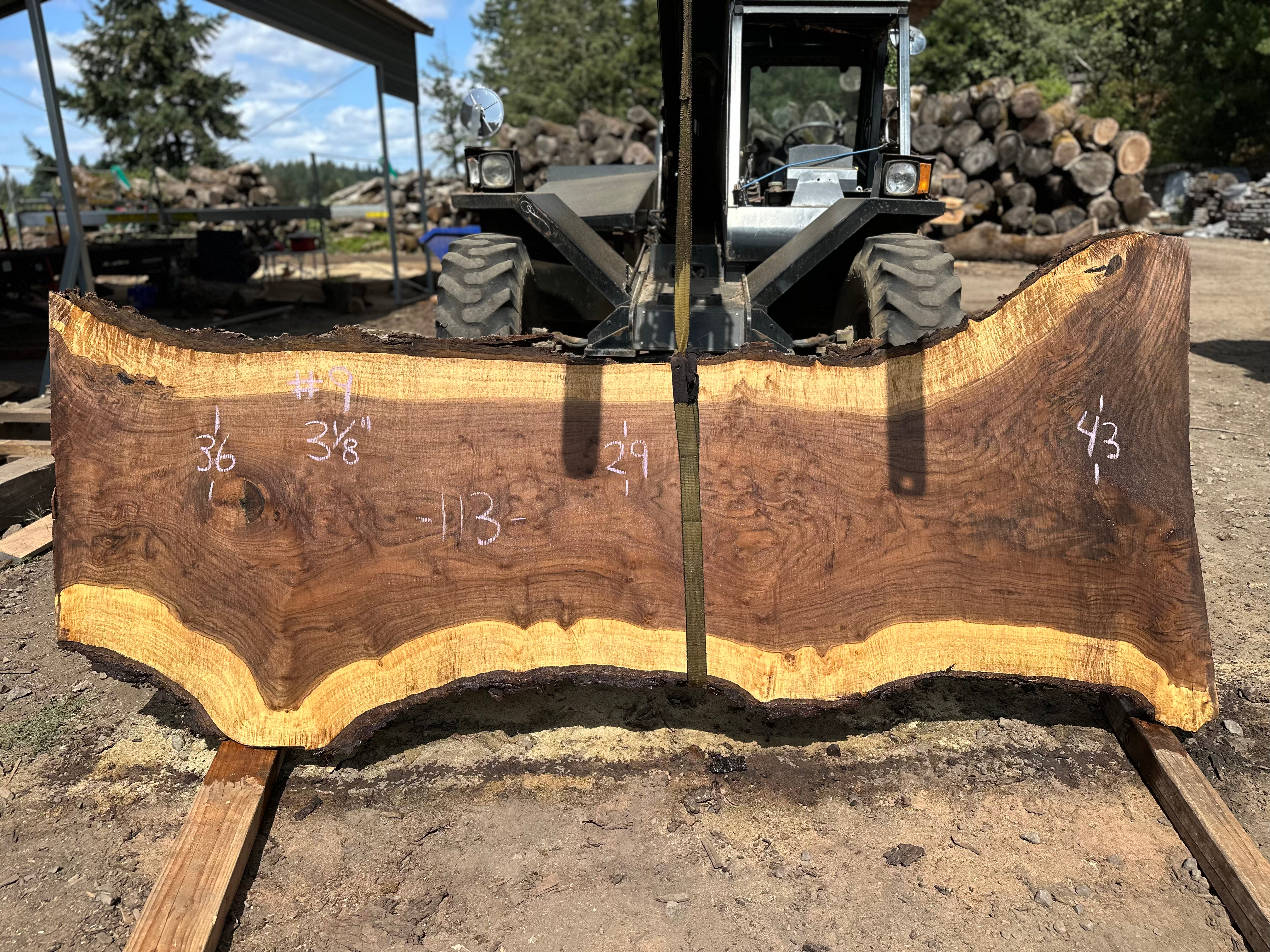 Black Walnut 082324-9