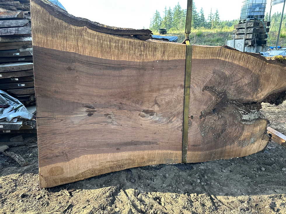Thumbnail: Black Walnut 061923-5