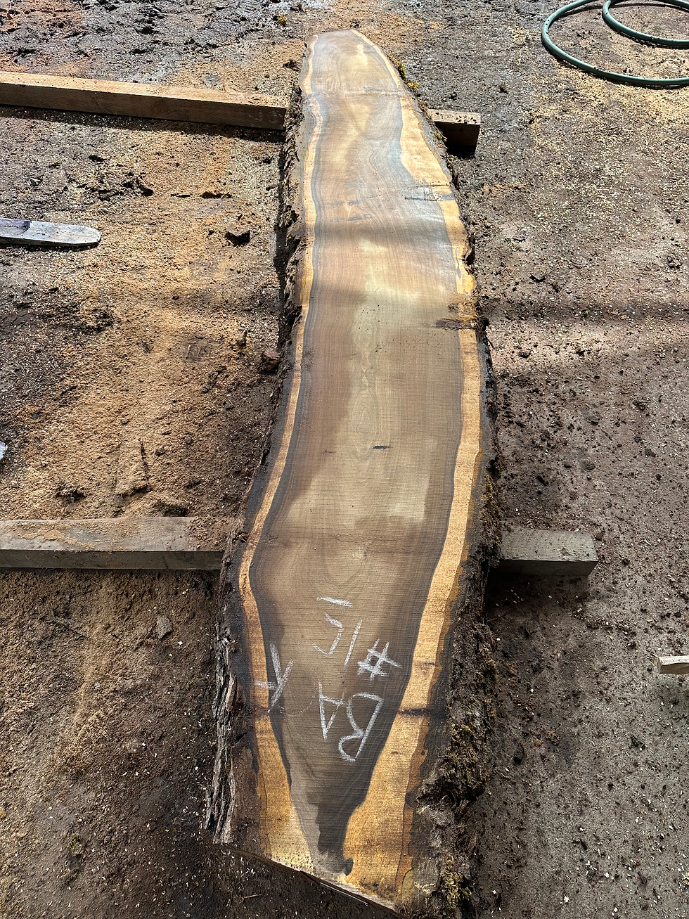 Thumbnail: Black Walnut 031825-15