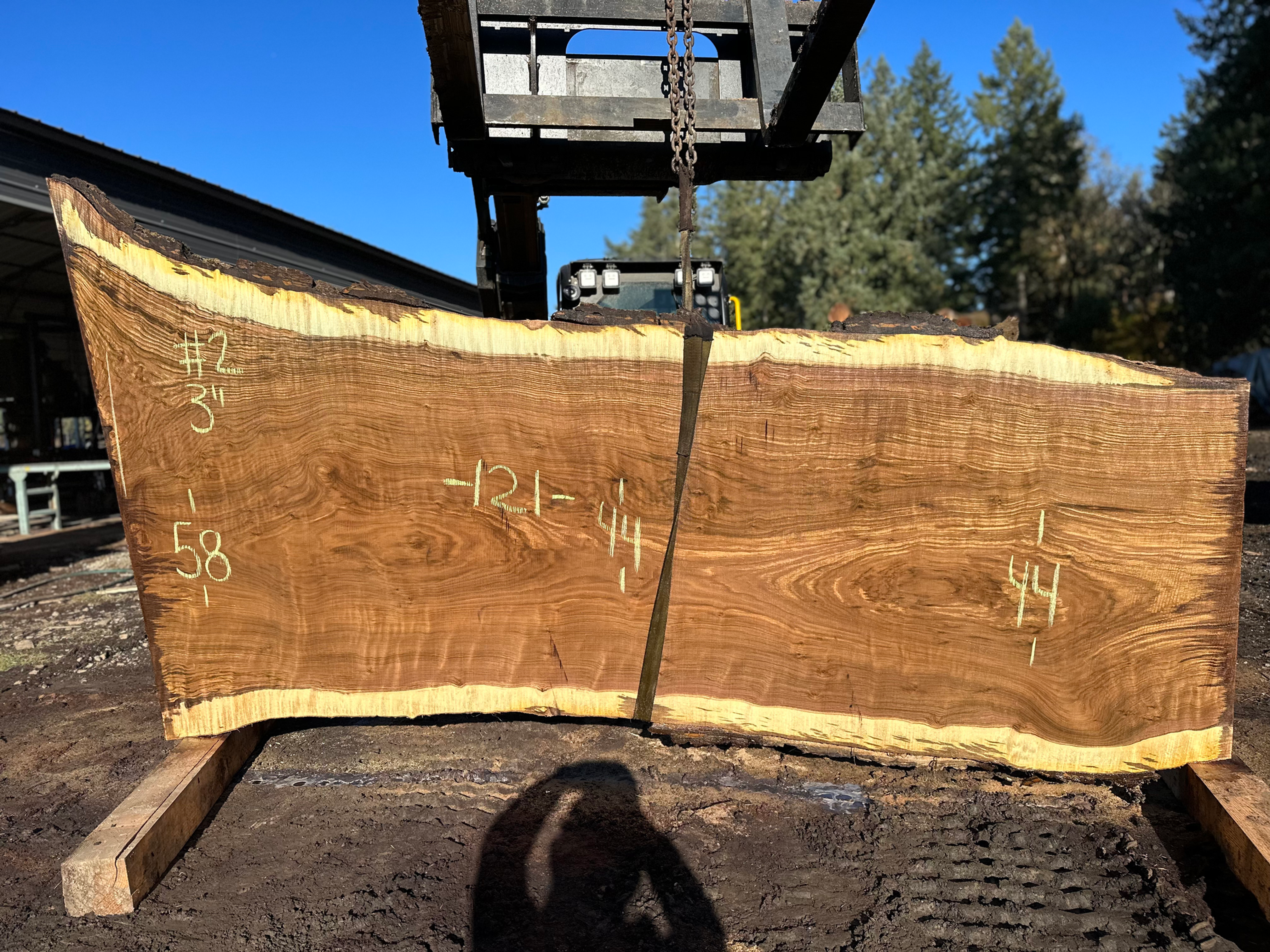 Curly Black Walnut 112723-2