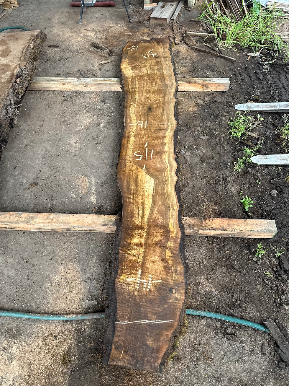 Thumbnail: Bastogne Walnut 052825-13