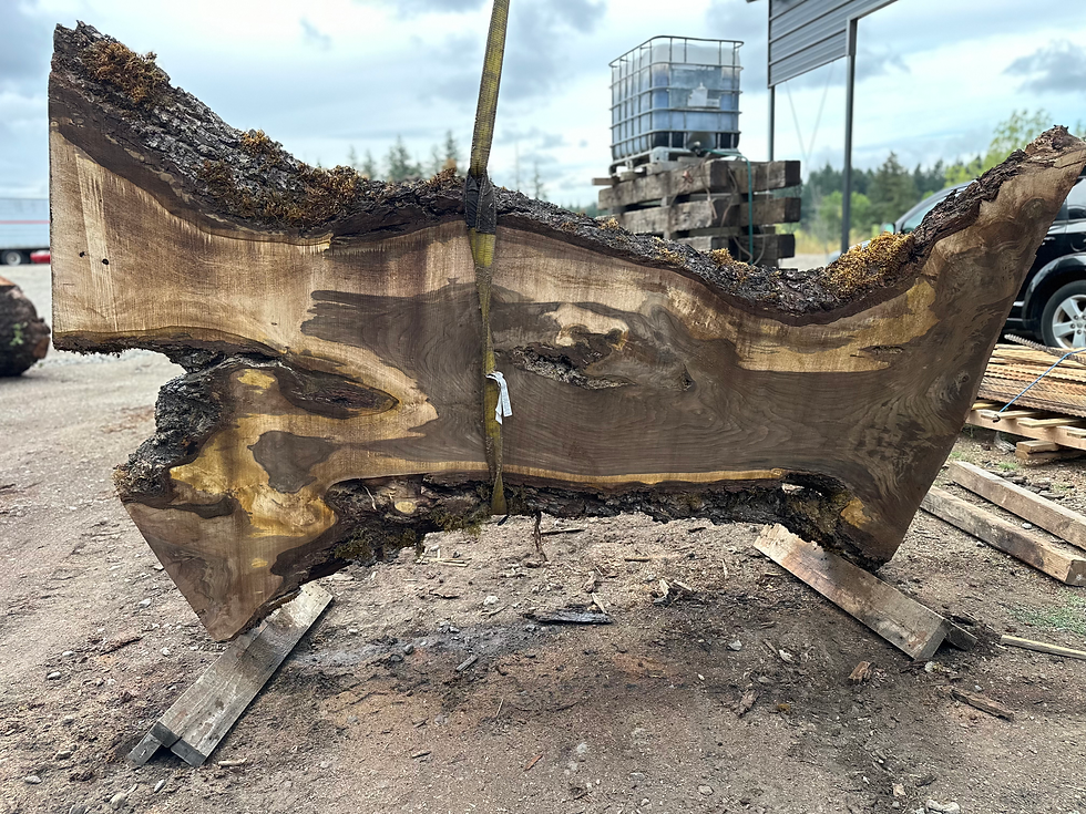 Thumbnail: Claro Grafted English Walnut 081524-10