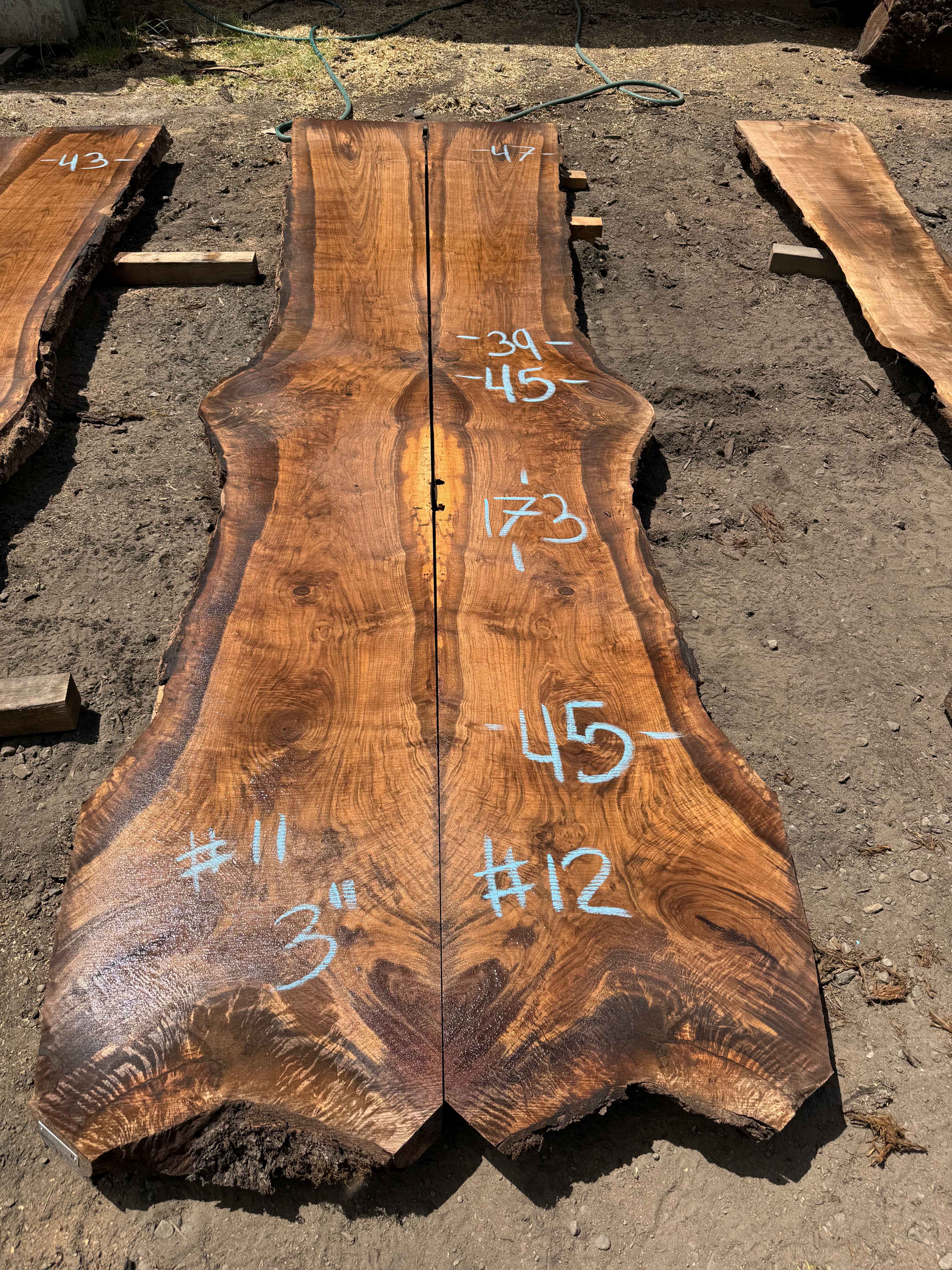 Black Walnut 052924-11/12