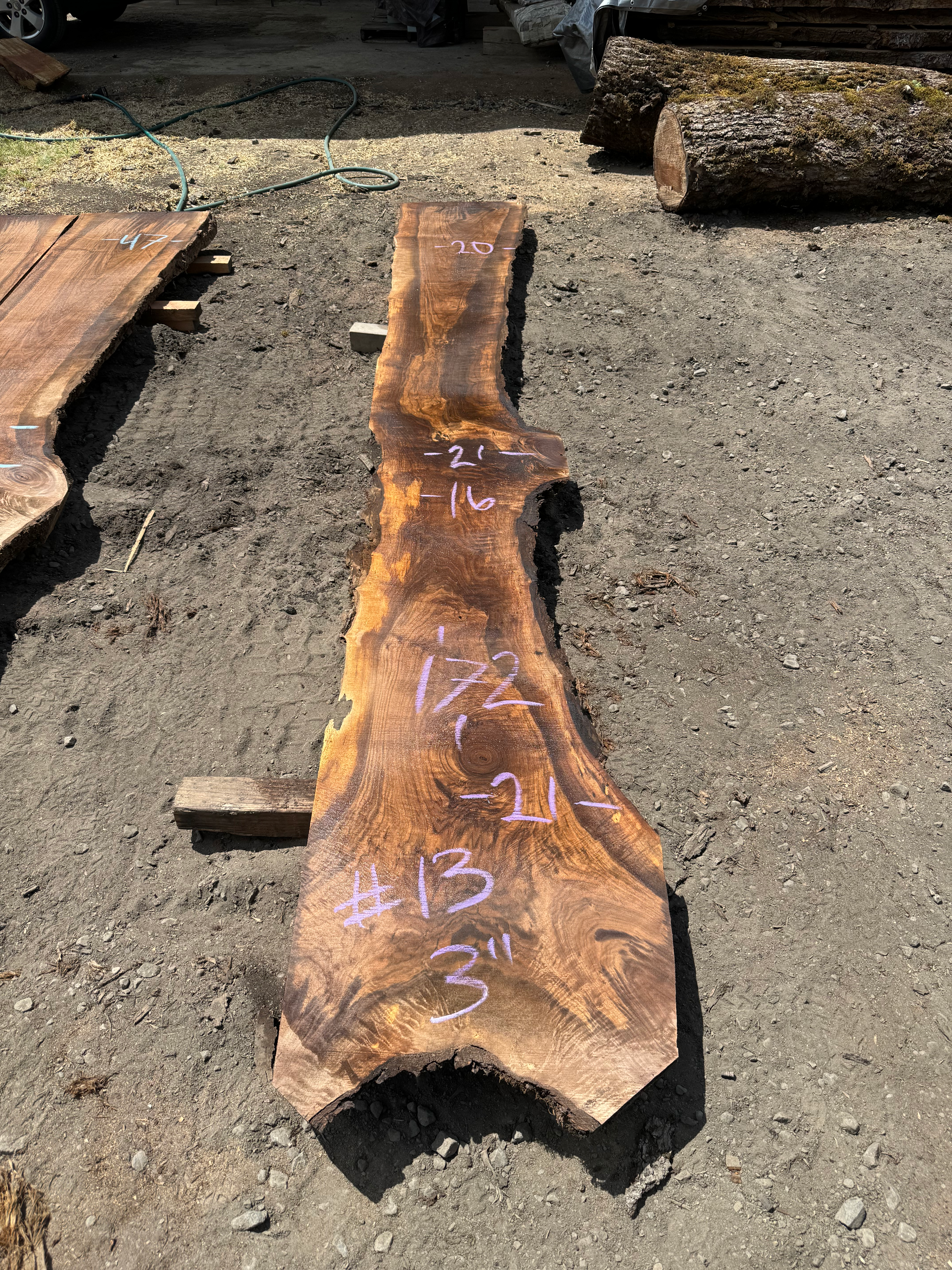 Black Walnut 052924-13
