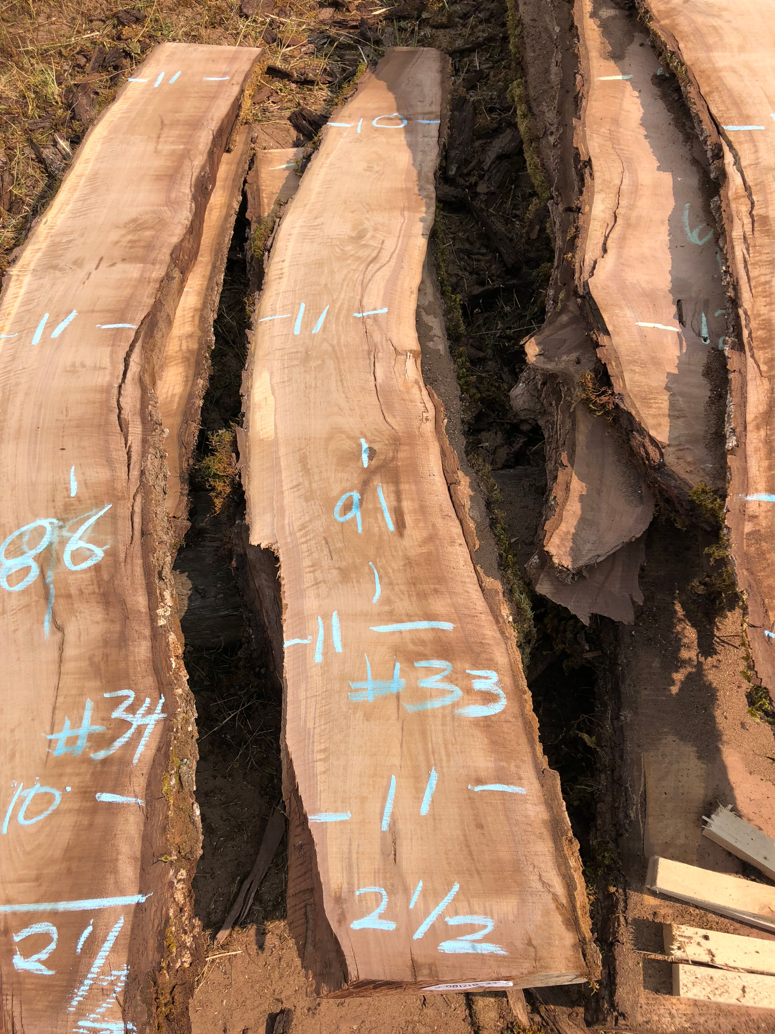 Black Walnut 081218-33