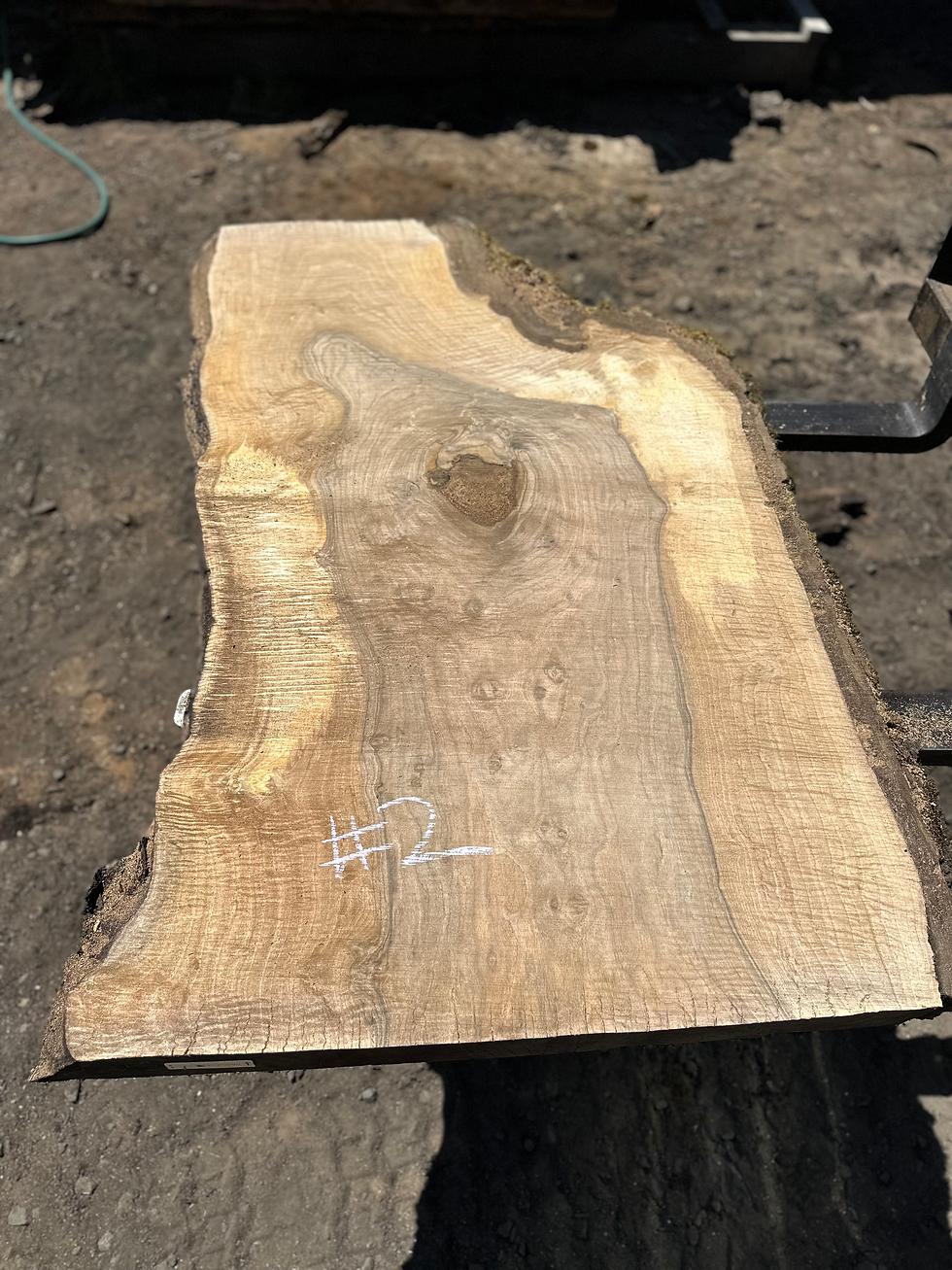 Thumbnail: Curly Bastogne Walnut 061024-2
