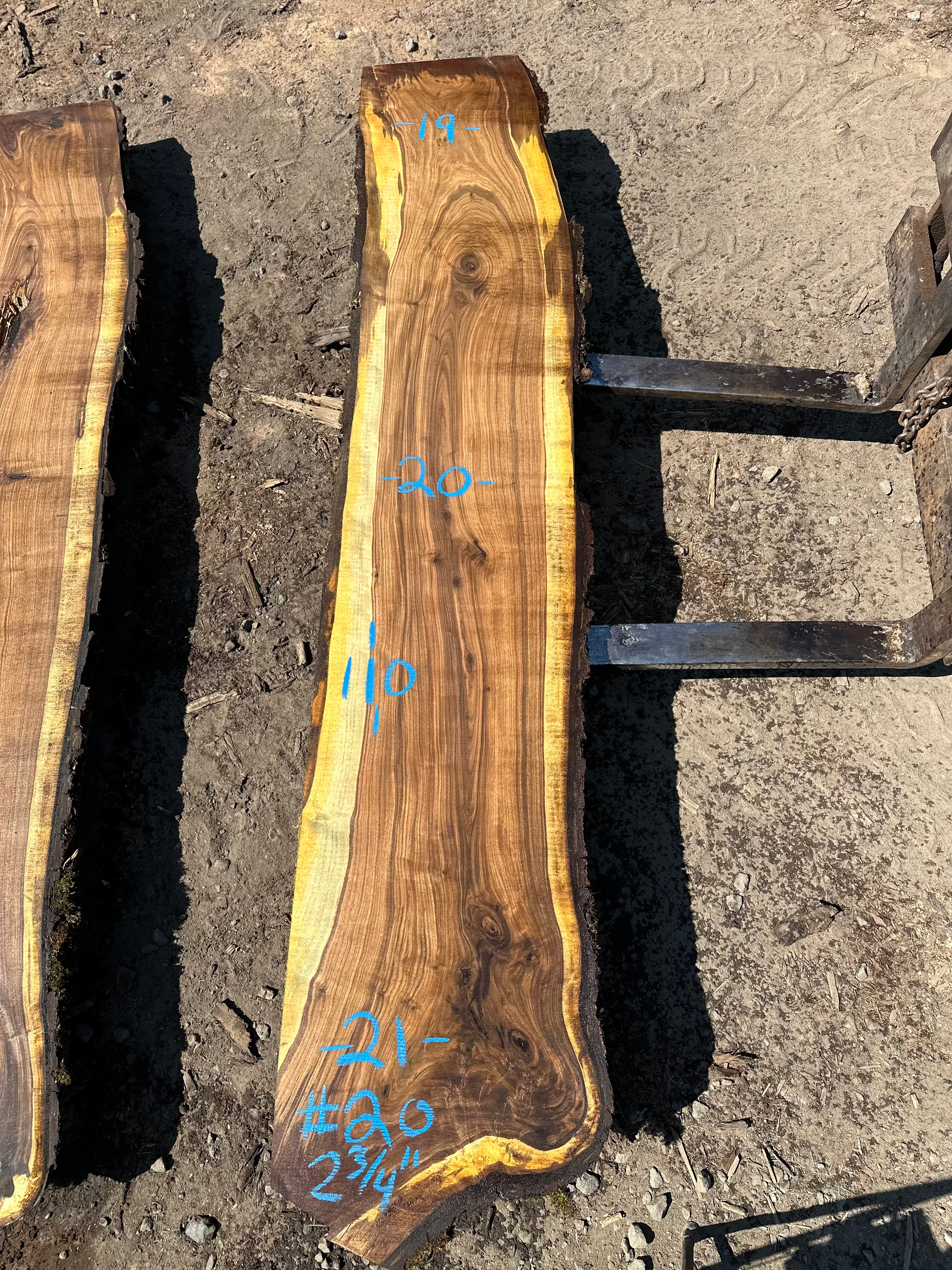 Black Walnut 090324-20