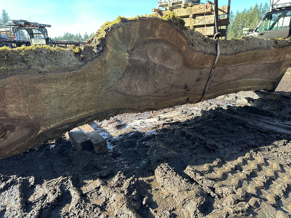 Thumbnail: Black Walnut 031424-2