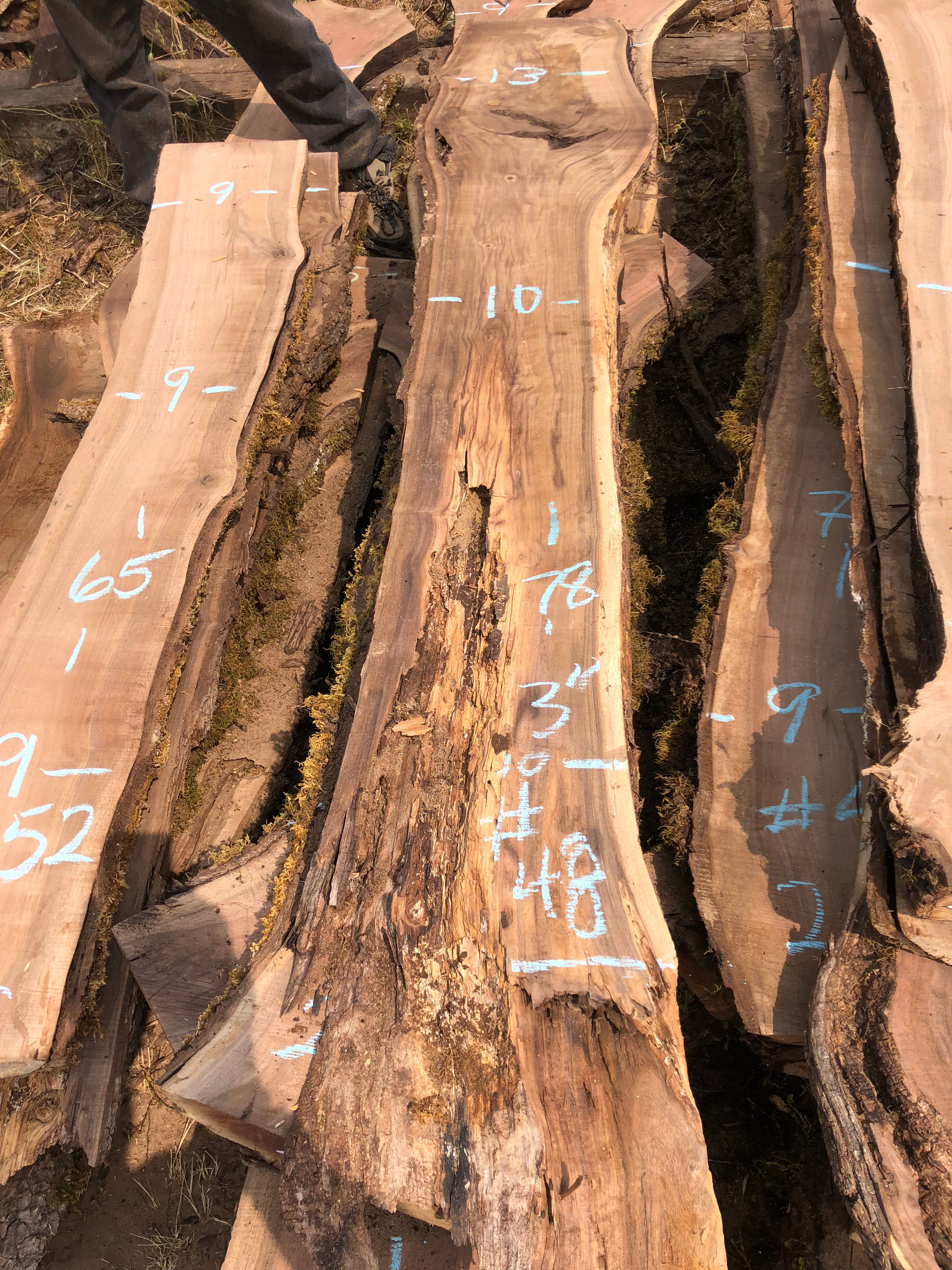 Black Walnut 081218-48